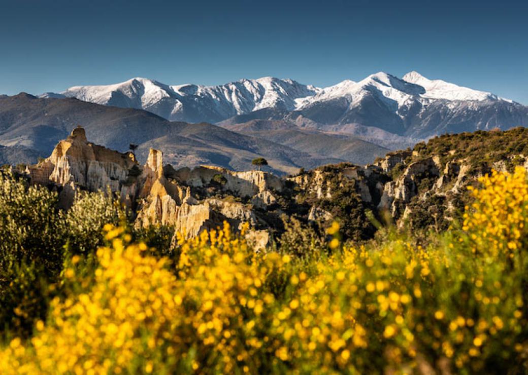 Au premier plan des fleurs jaunes, au milieu, des rochers escarpés et en arrière plan, des cimes enneigées