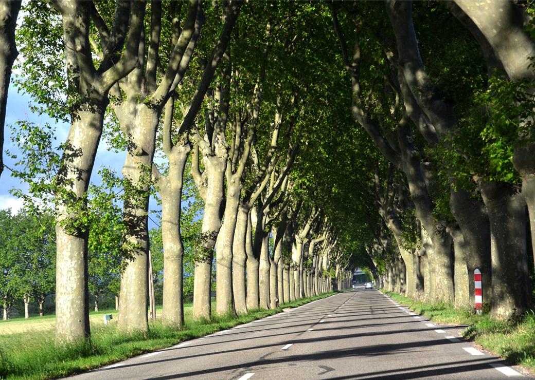 alignement d'arbres