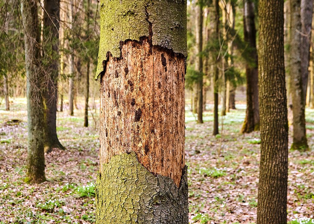 Partager sur Changement climatique : la mortalité de la forêt française s'accélère