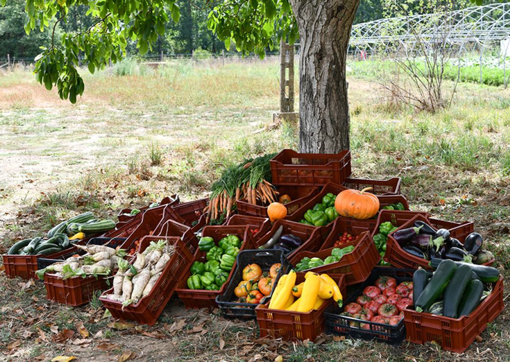 Sous un arbre, des paniers de légumes colorés