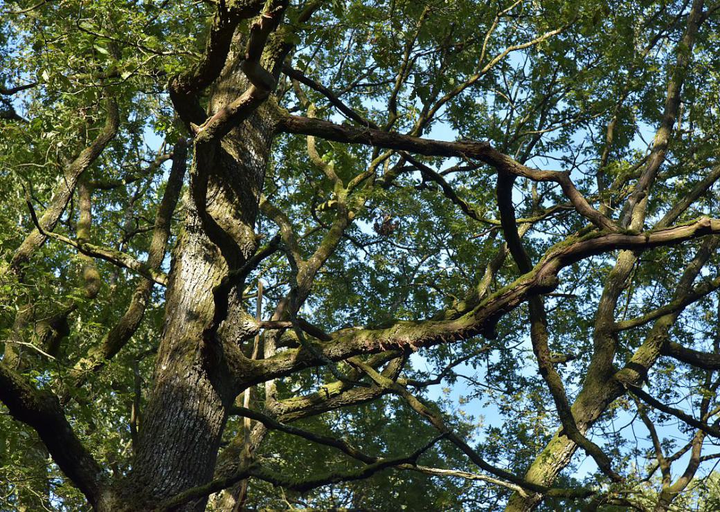 arbres forêts