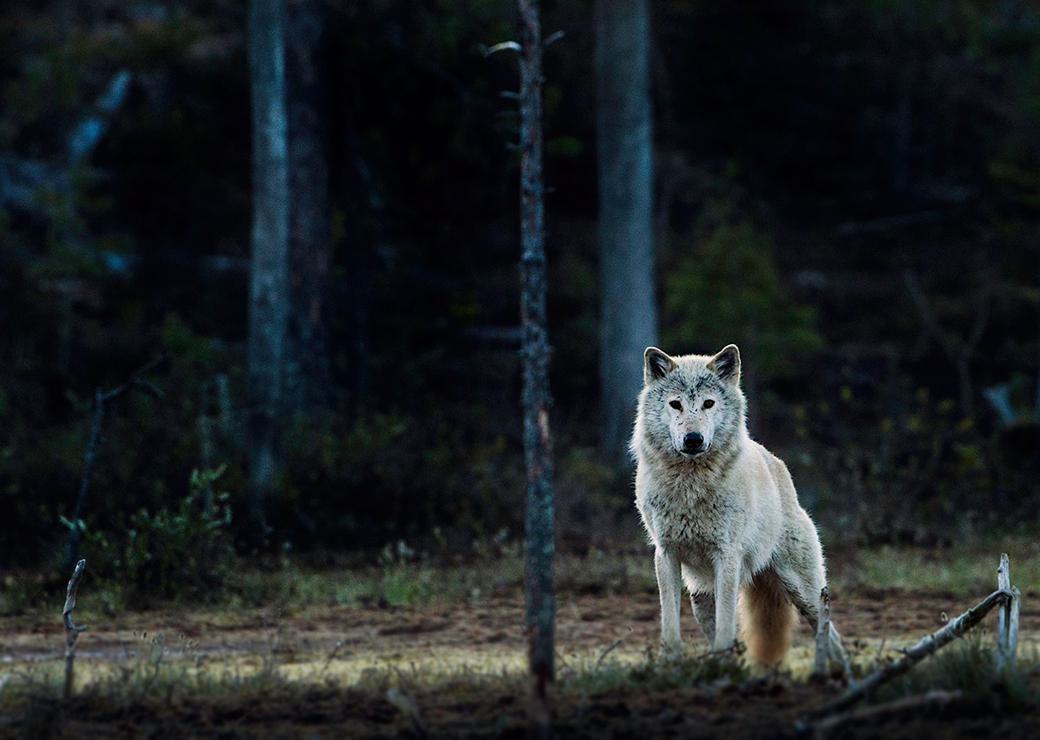 un loup dans la forêt