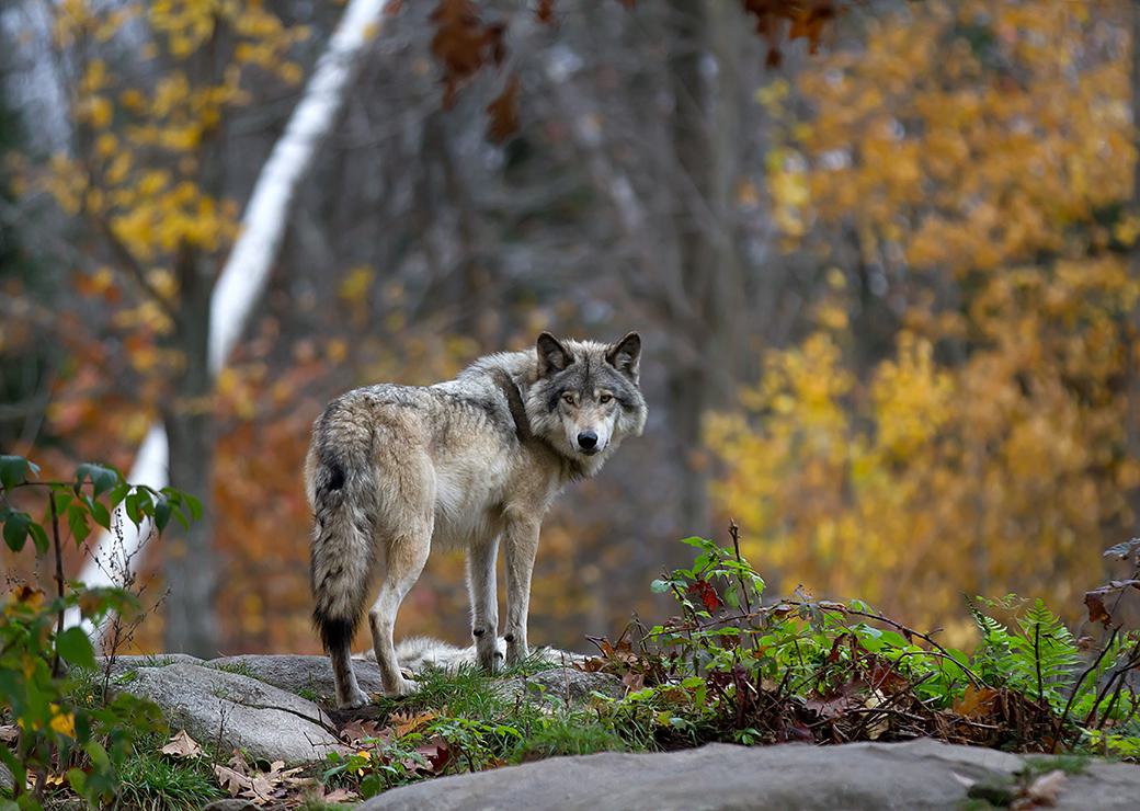 loup 