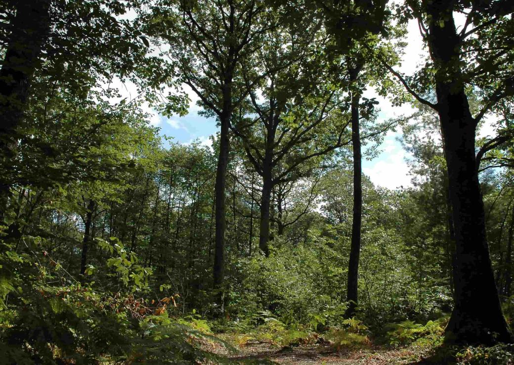 Forêt - Fiducie environnementale et compensation écologique