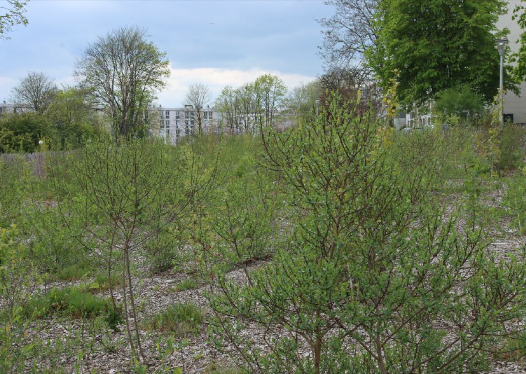Jeunes arbres
