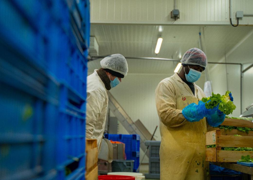 Agriviva, une légumerie engagée pour la restauration collective