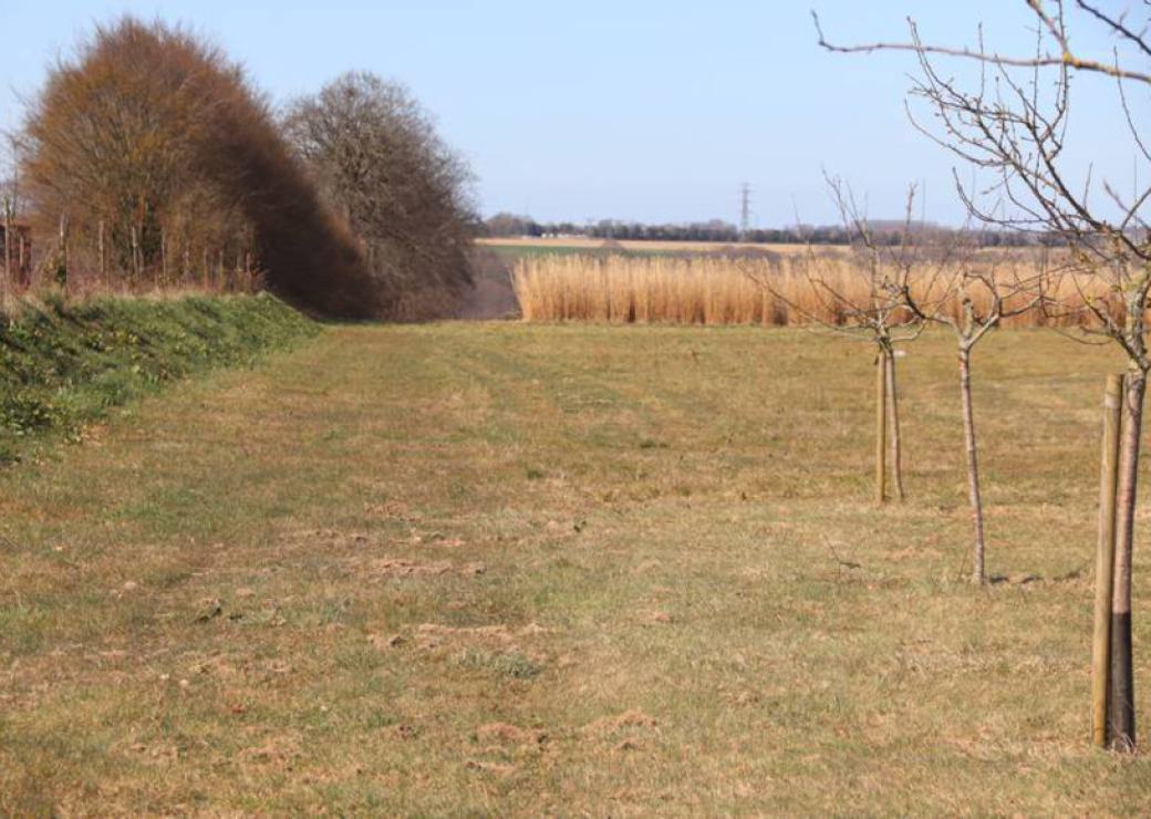 Une pelouse avec de jeunes arbres
