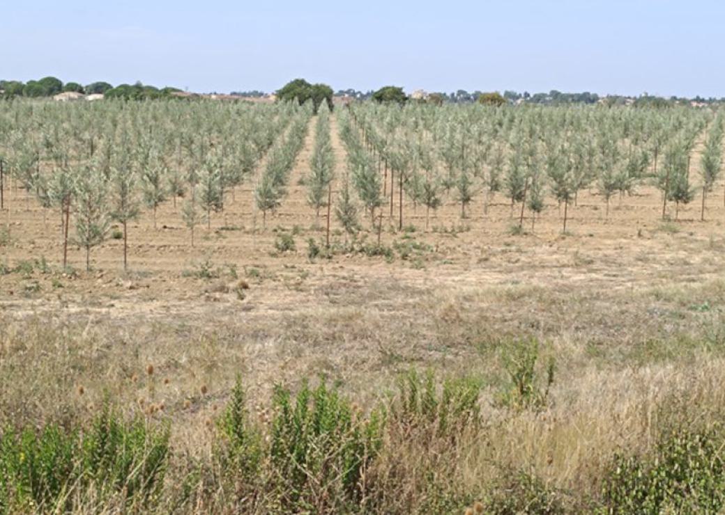 Champs d'oliviers avec des jeunes arbres