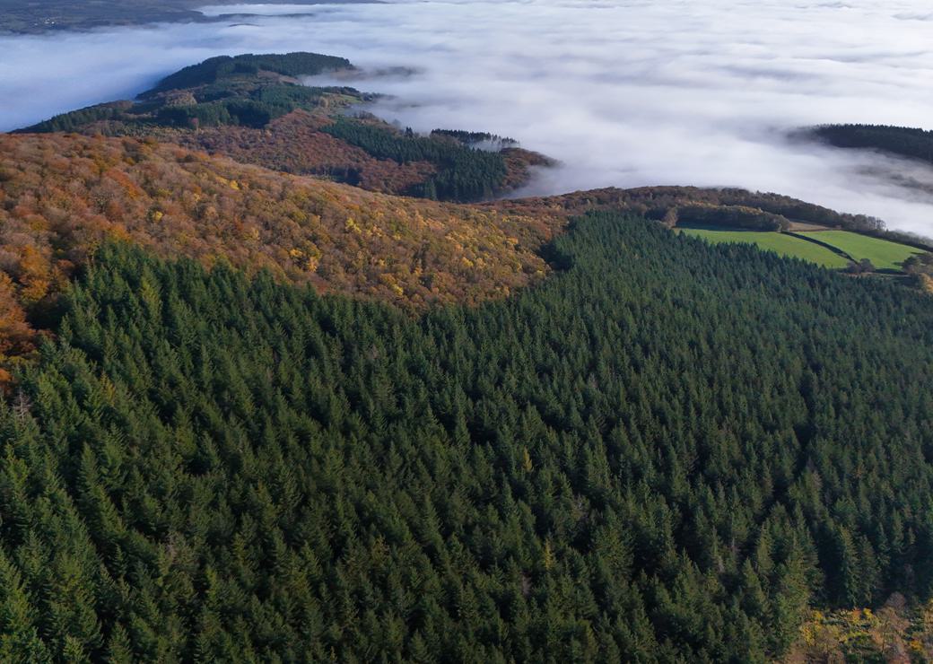 vue aerienne d'une foret