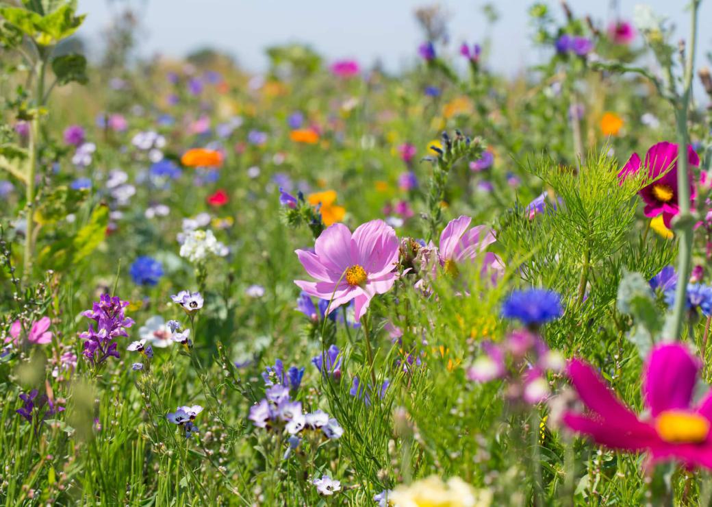 Préserver et restaurer la biodiversité