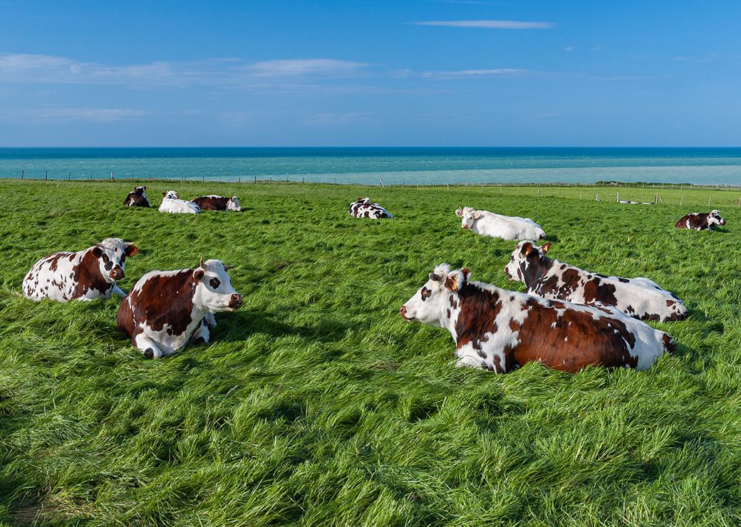 vaches dans une prairie