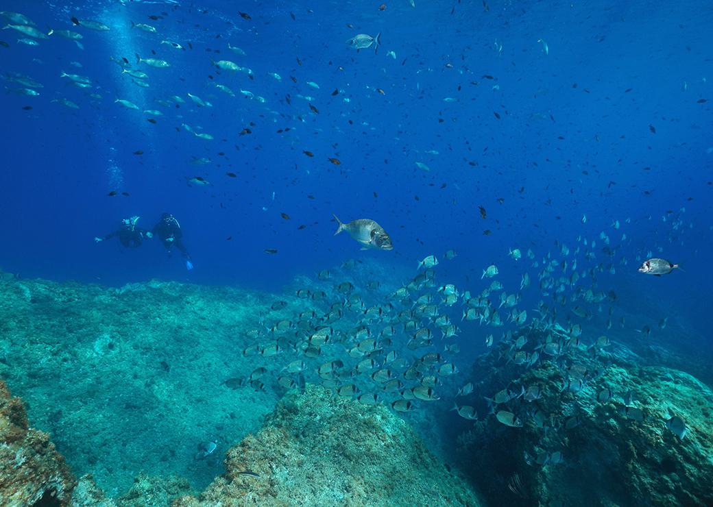 poissons