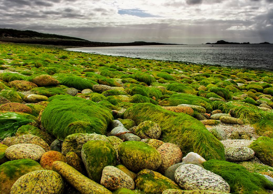 algues vertes en Bretagne