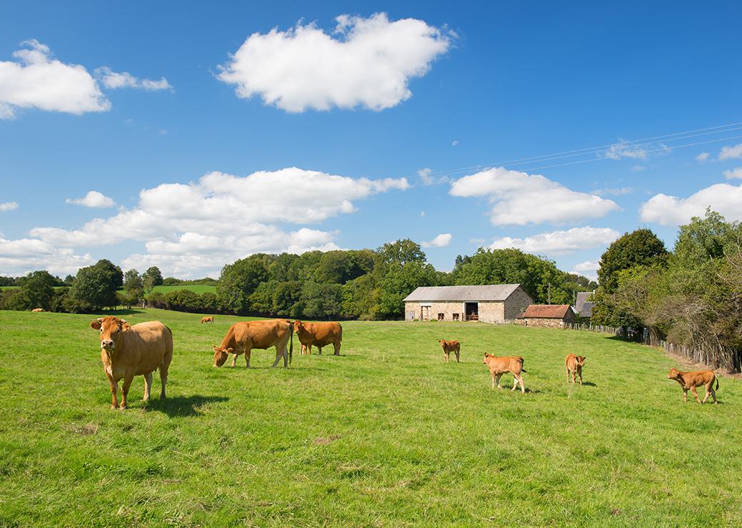 ferme