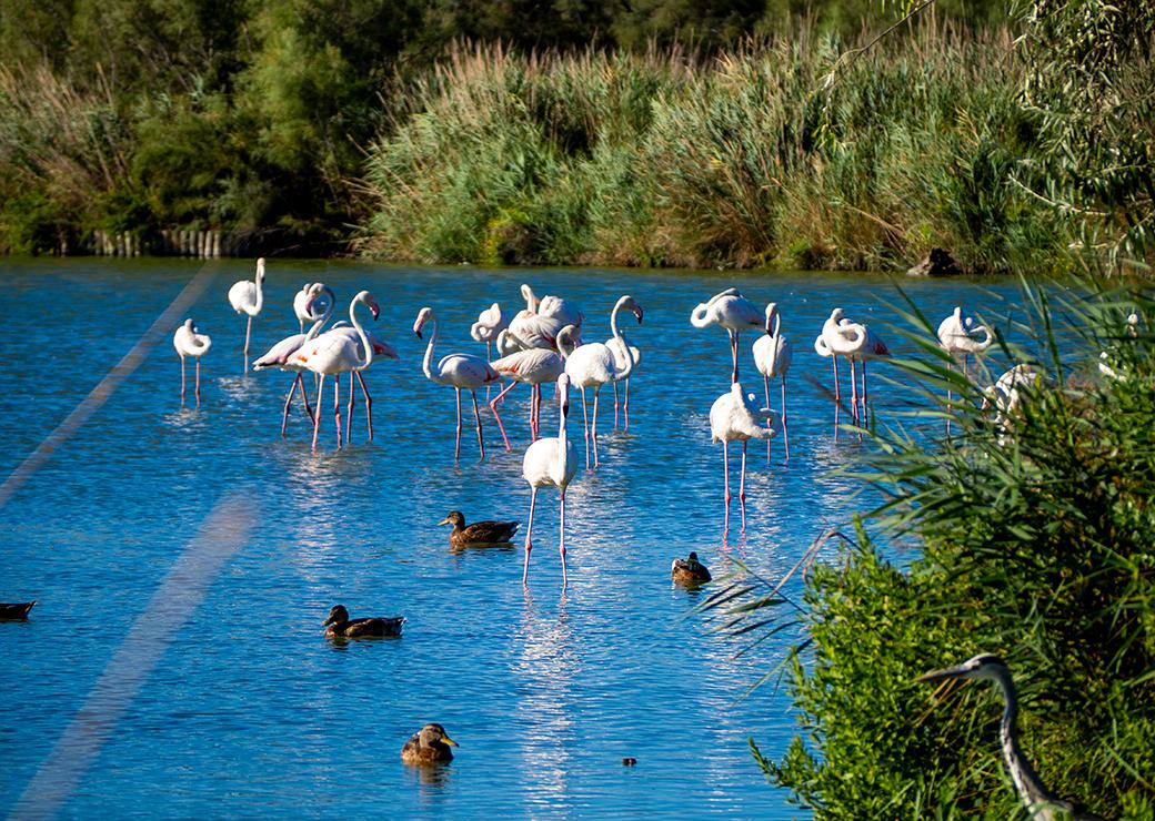 flamants rose