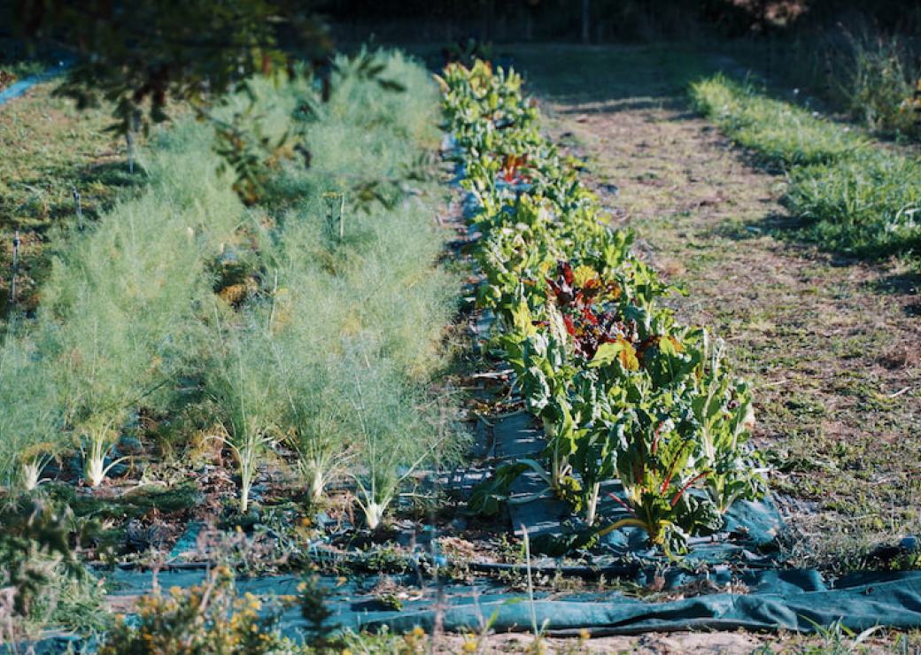 Transitions agricoles et alimentaires