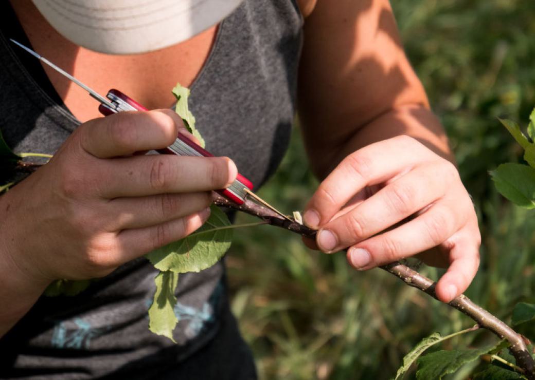 Zoom sur les mains d'une personne en train d'utiliser un couteau suisse sur une petite branche