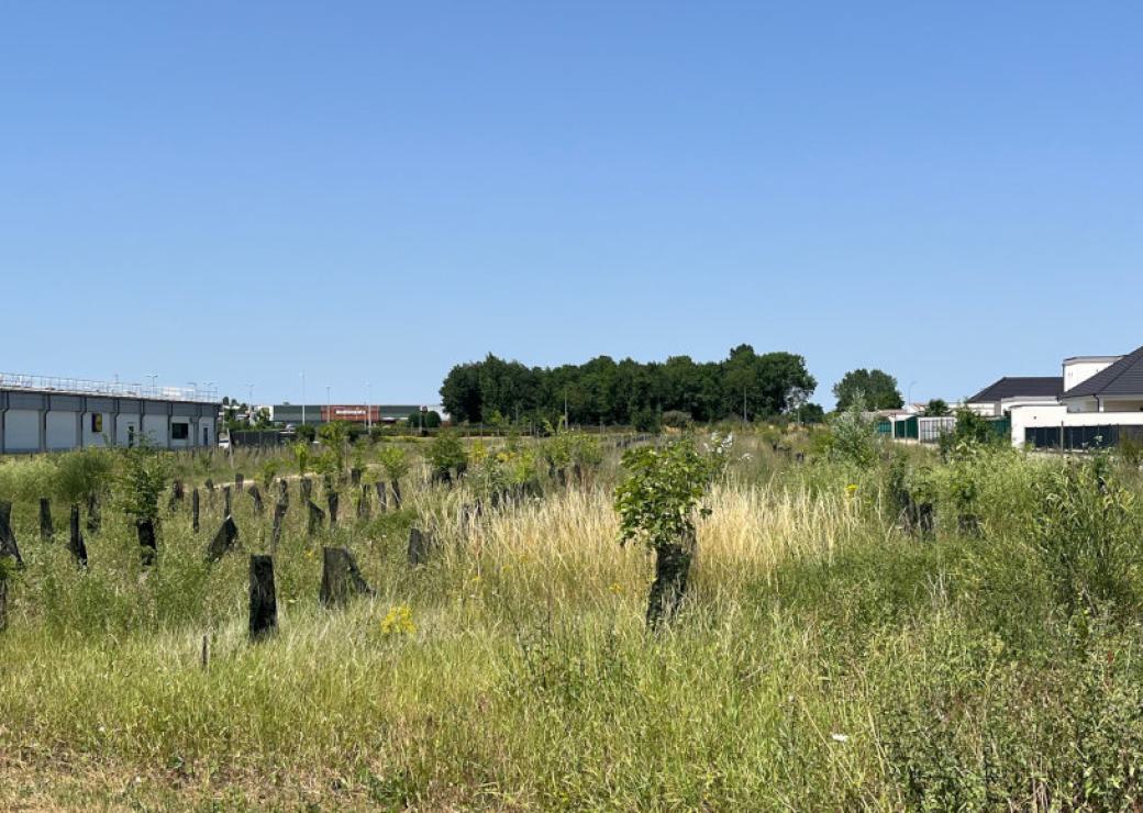 Jeunes pousses d(arbres dans une prairie