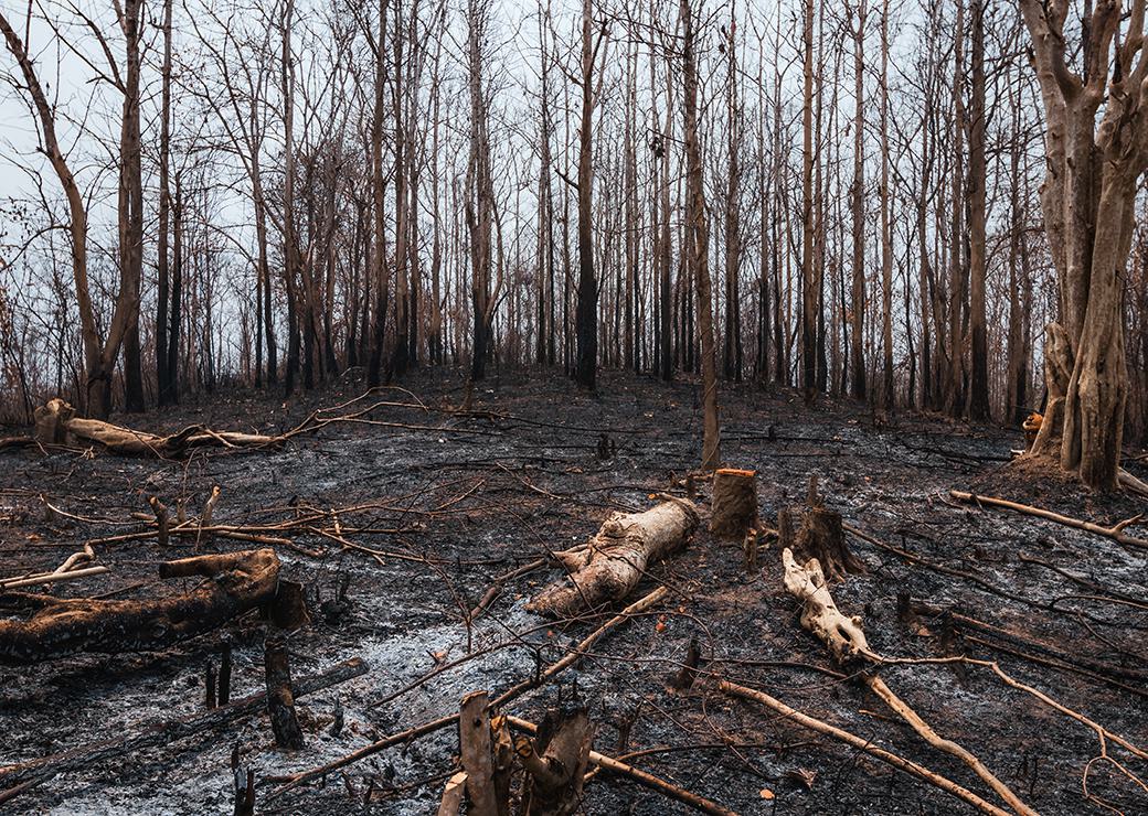 foret brulée