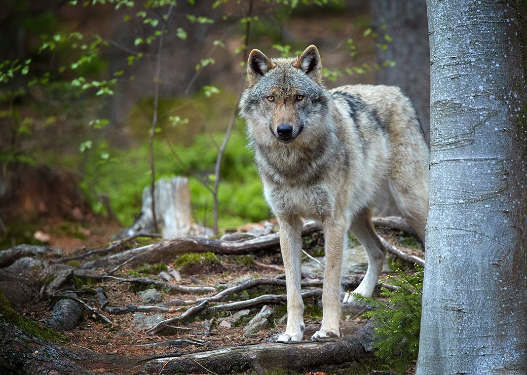 un loup dans la foret 