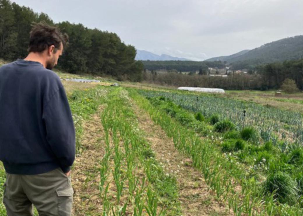 Une personne de regarde un champ planté de diverses cultures maraîchères