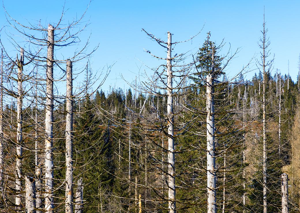 arbres morts