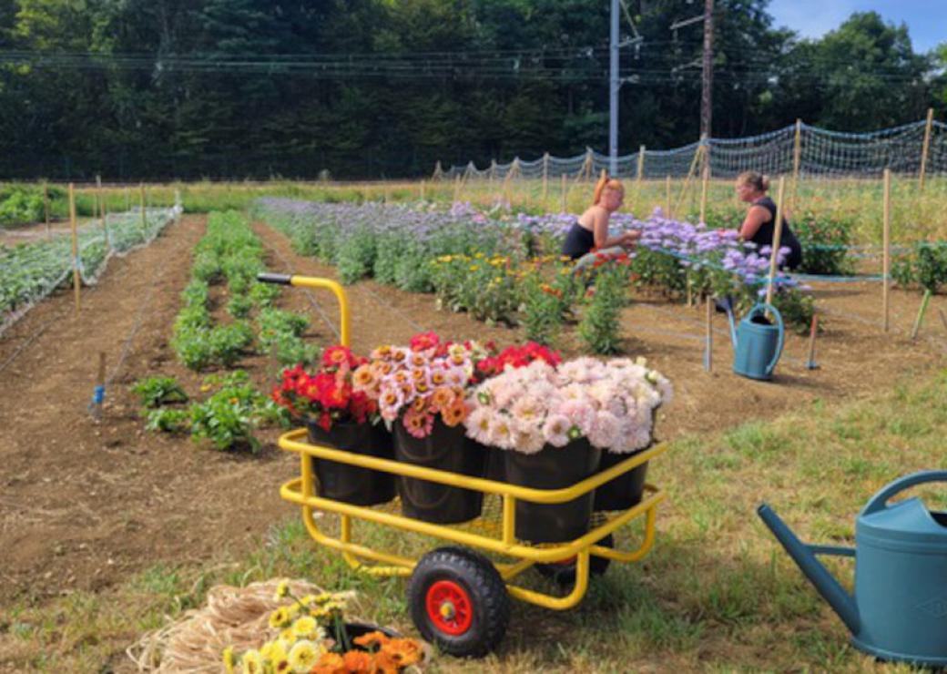Des personnes accroupies auprès de rangées de fleurs plantées dans un champs
