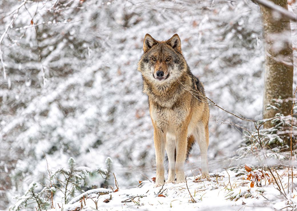 un loup dans la neige 