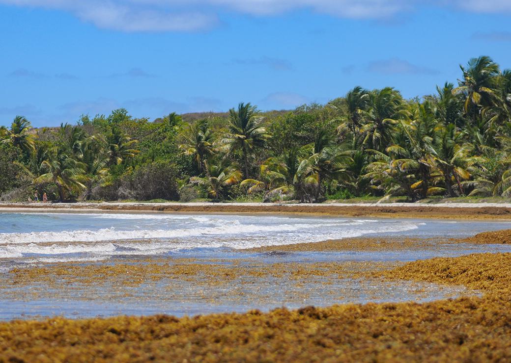 Sargasses échouées sur une plage de martinique 