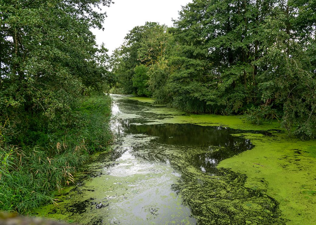 algues vertes dans une rivière 