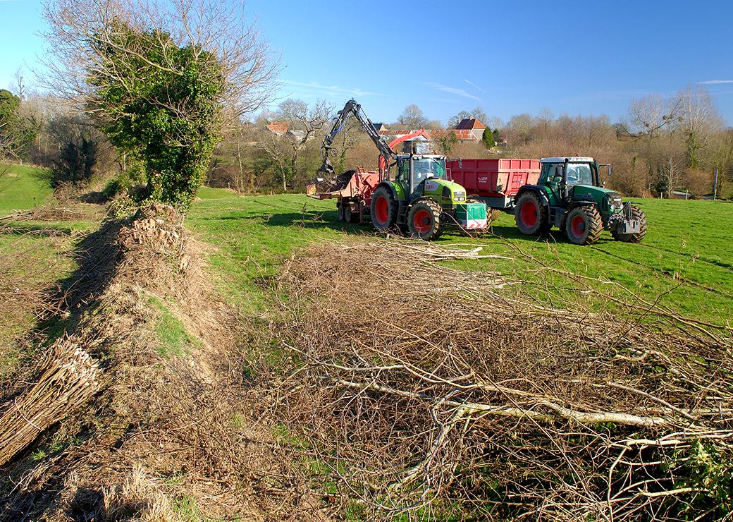 destruction de haies dans un champs 