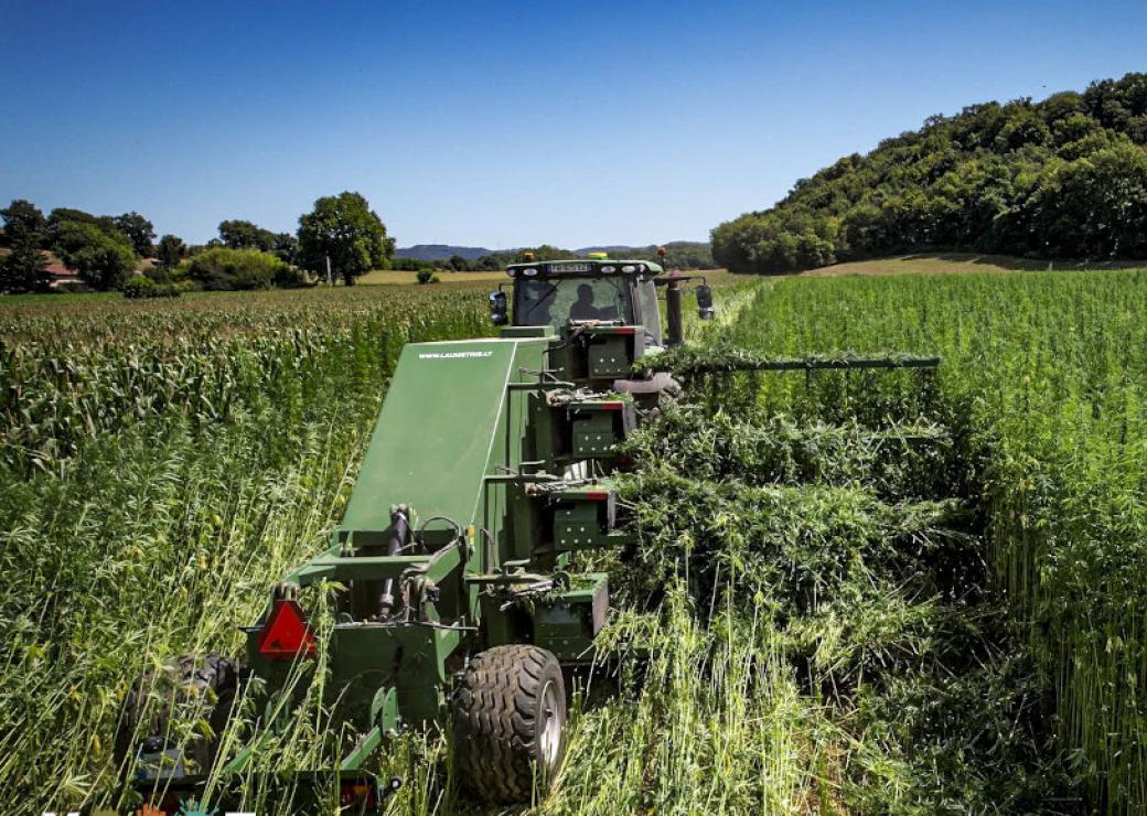 Un engin agricole dans un champs de végétaux très verts et très hauts