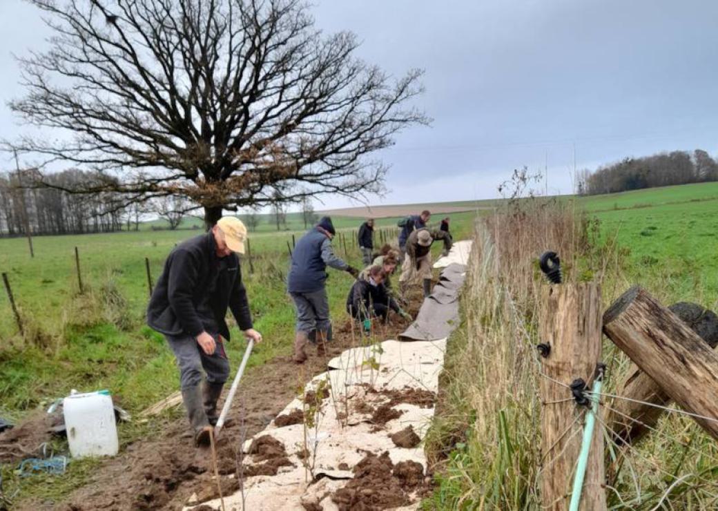 Le long d'un chemin au milieu des champs, une dizaine de personnes plantent une haie