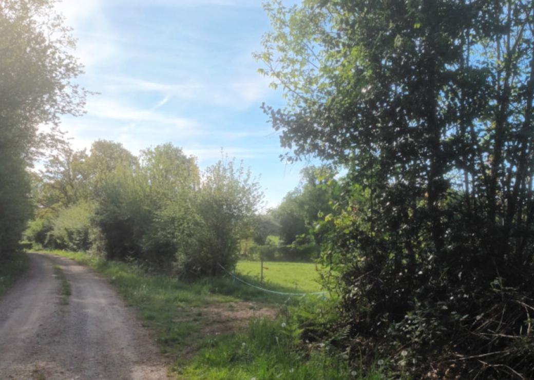 Chemin entouré d'arbres