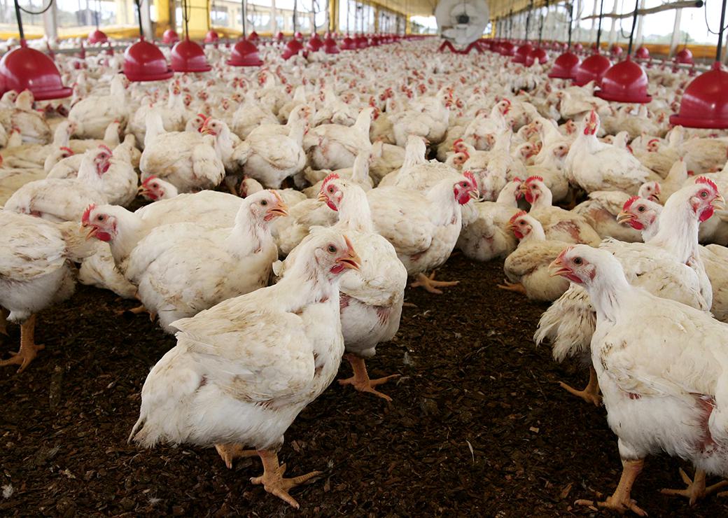élevage de poulets à Eunápolis au Brésil 