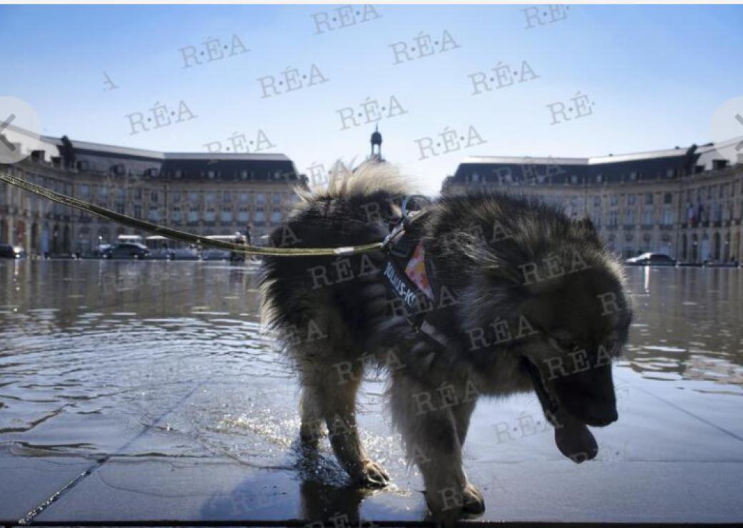 un chien tirre la langue dans le mirroir d'eau à Bordeaux 