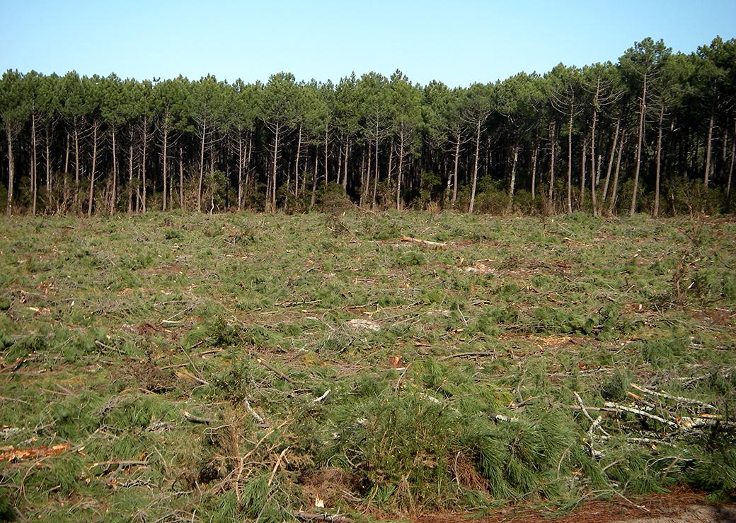 coupe rase en forêt 