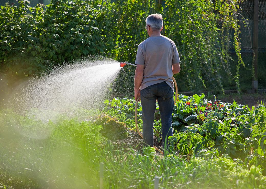 arrosage du potager 