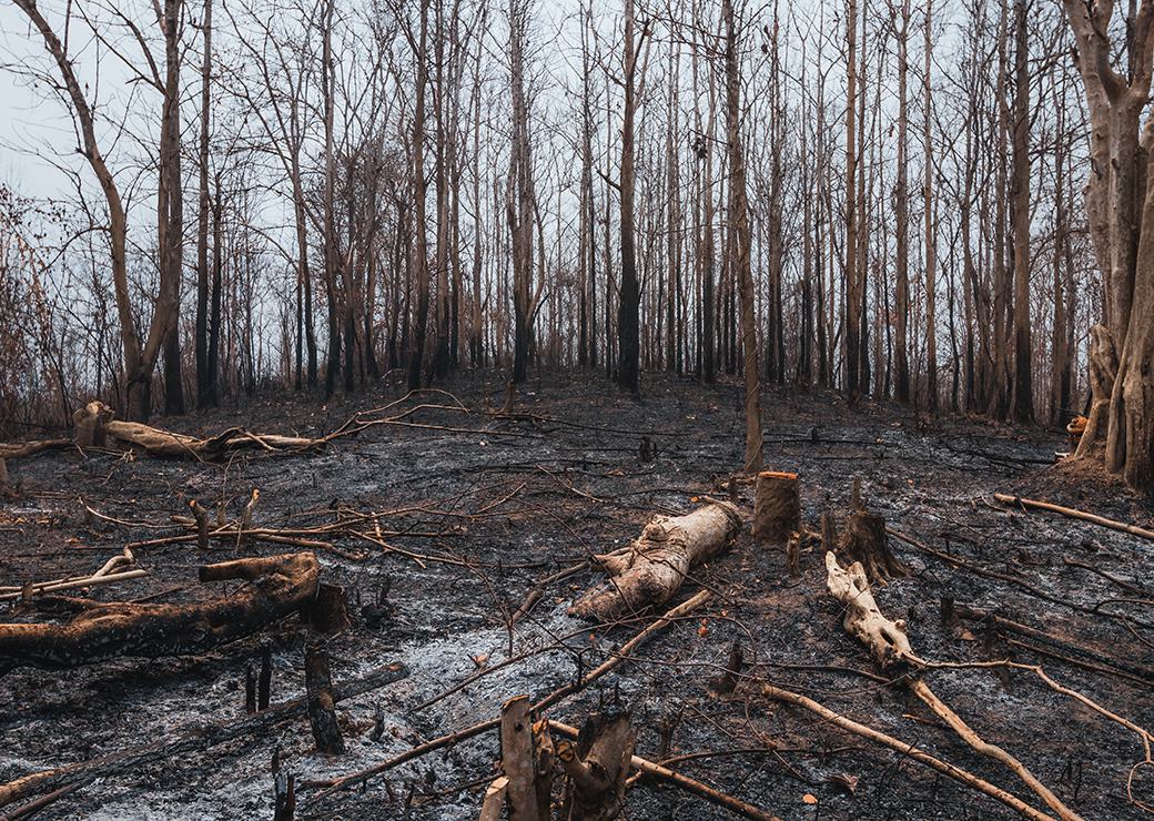 Une forêt après un incendie 