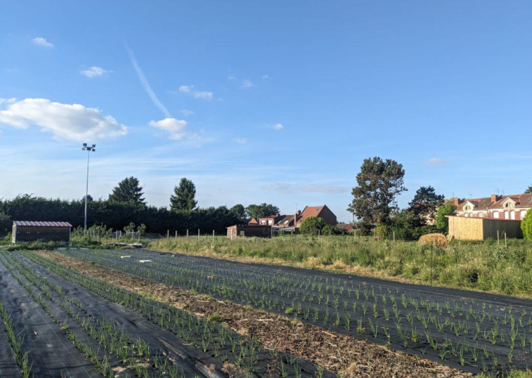 Un terrain maraîcher cultivé
