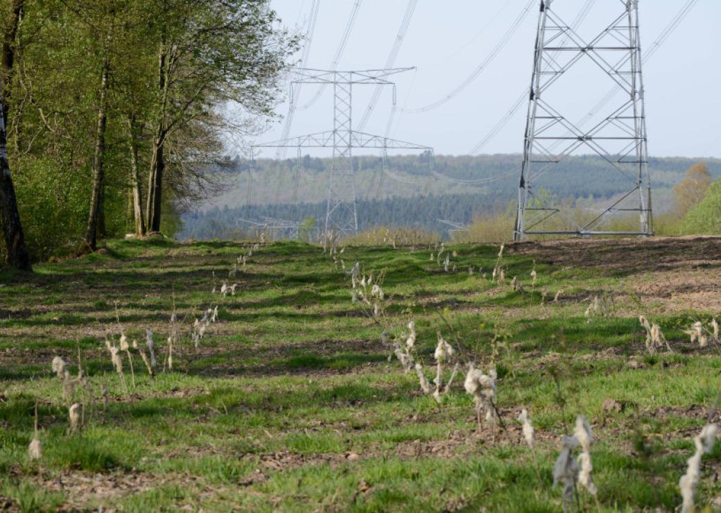Au bas d'un pylône électriques, de jeunes plantations