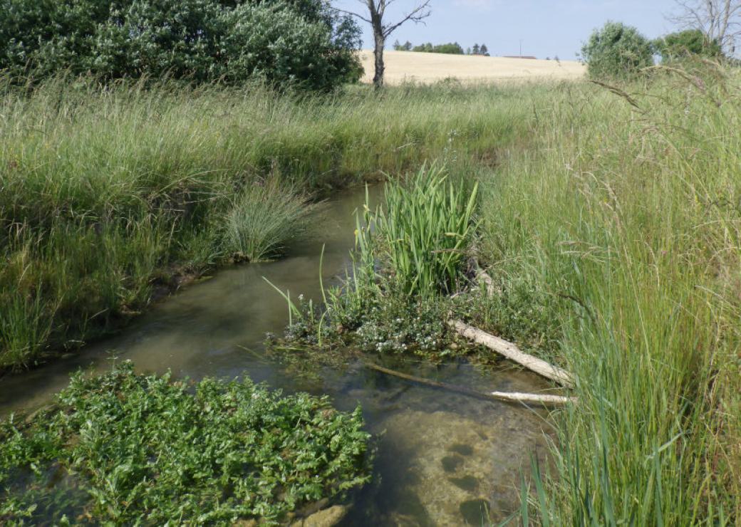 Un cours d'eau serpente entre de hautes herbes