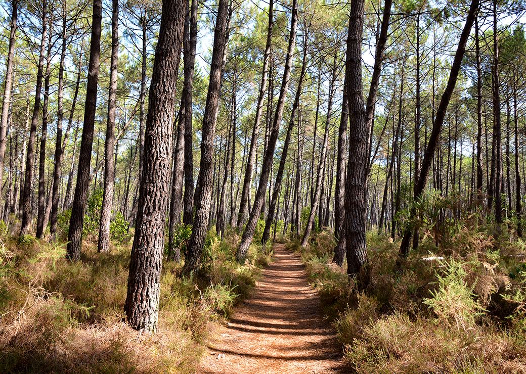 forêt 