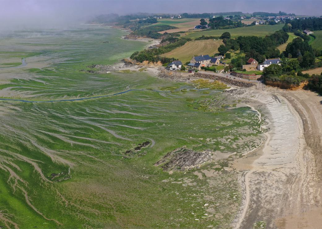 algues vertes en Bretagne 