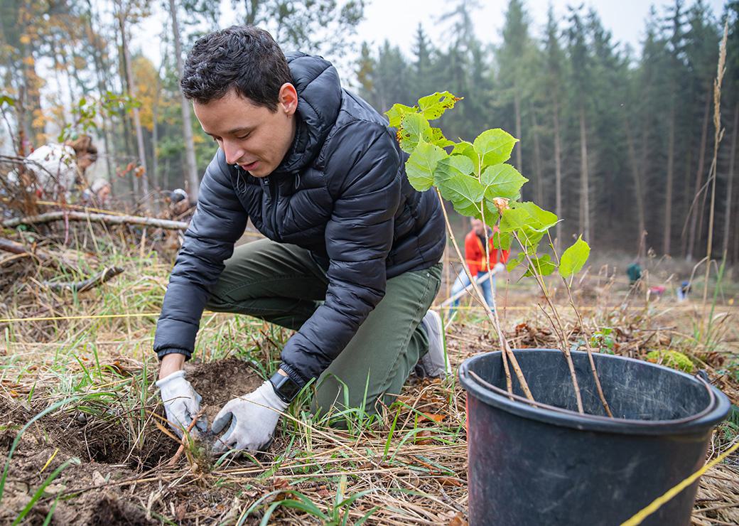 reboisement en forêt 