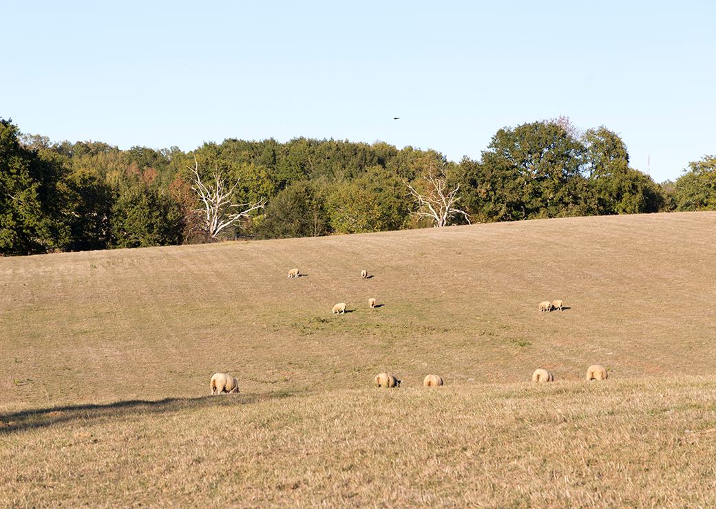 des moutons dans un champs sec 