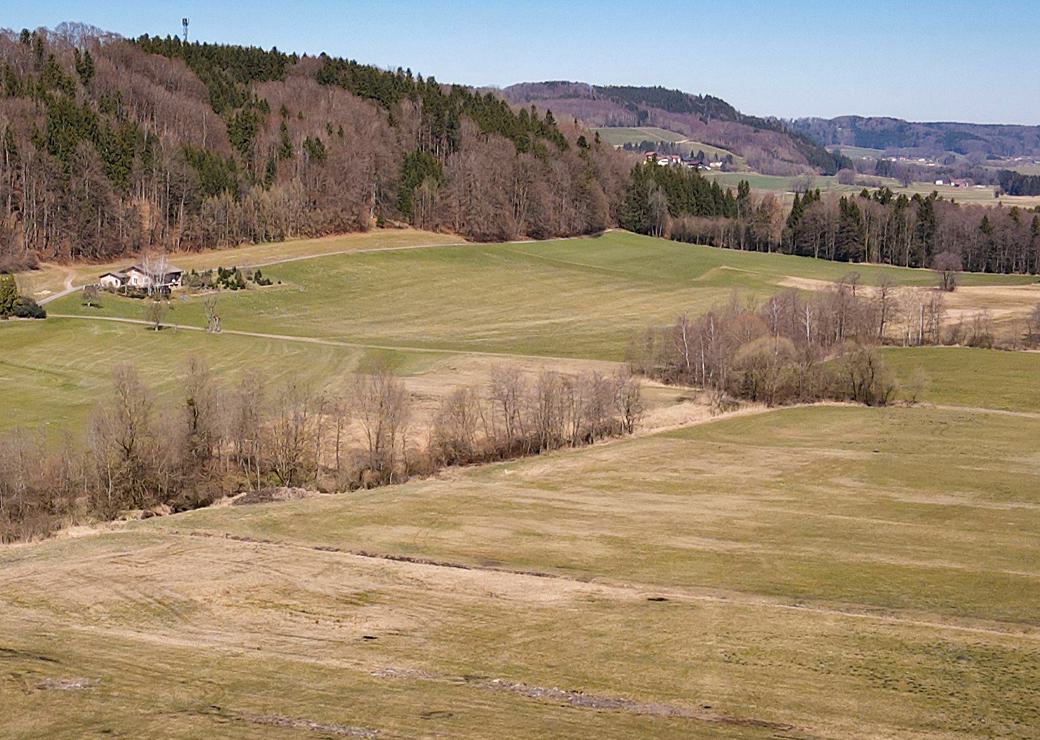 Une prairie en lisière de forêt