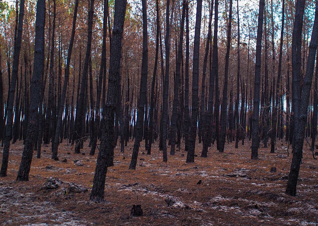 foret de pin incendiée