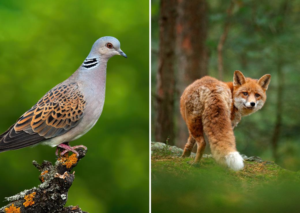 Une tourterelle des bois et un renard