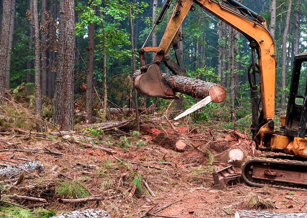 défrichement en forêt